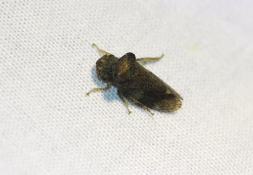 Ledra aurita